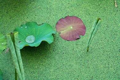 最萌恐龙店铺现已开业，模拟经营《琥珀岛》PC版正式上线